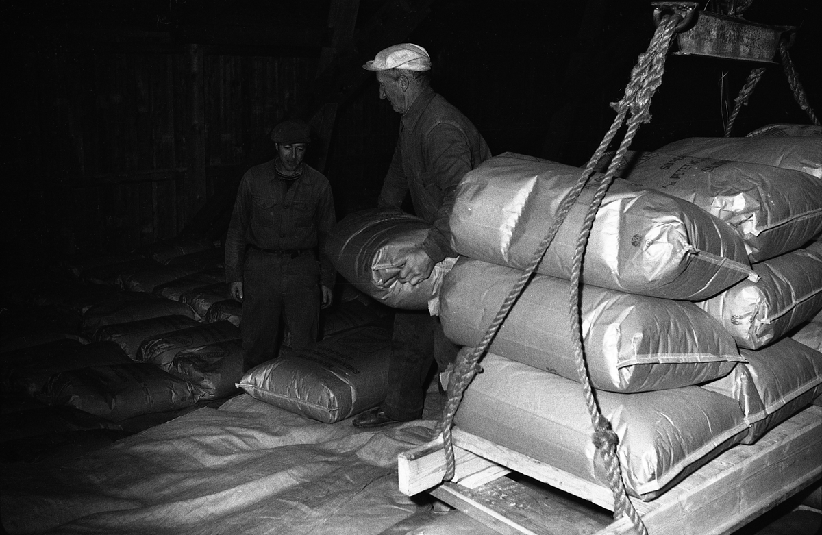 Interiørbilde fabrikkanlegg. Antatt Toten Potetmelfabrikk på Lena høsten 1961. Ferdigpakkede sekker med potetmel stables. Mannen er ikke identifisert. Tre bilder.