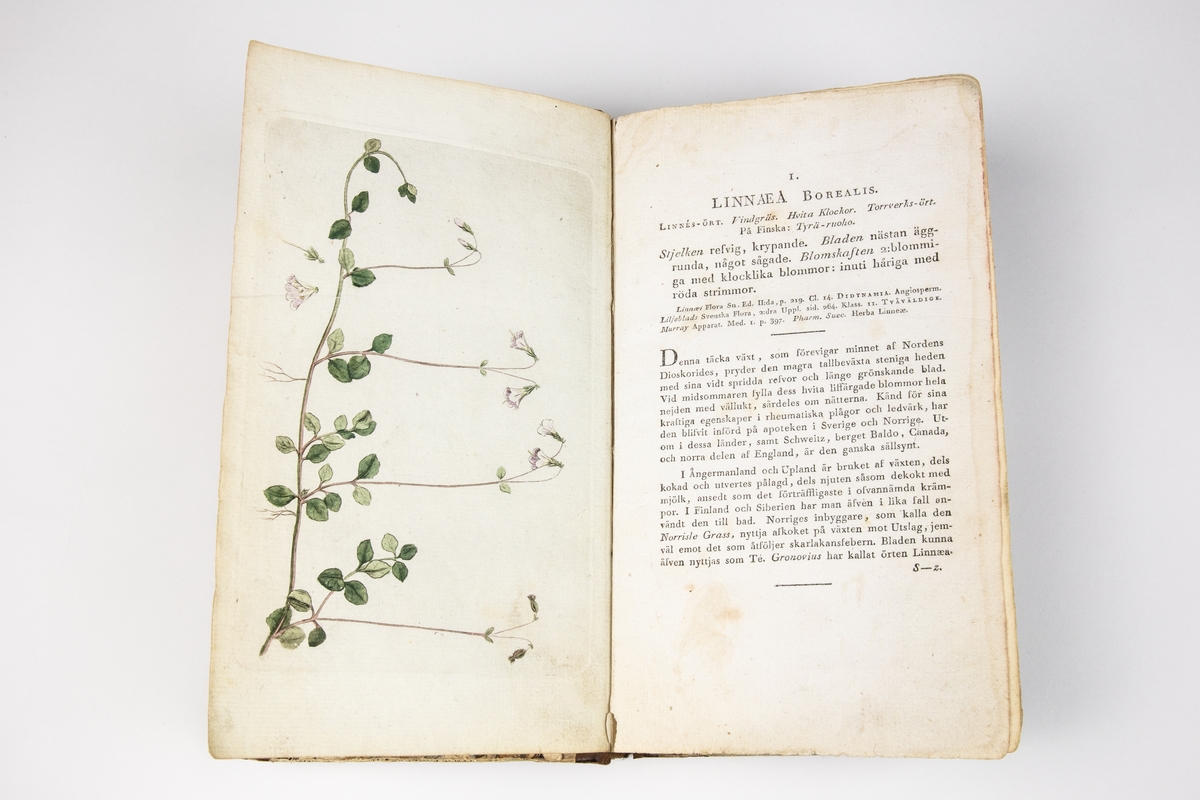 Linnaea borealis. Illustration fotograferad ur Svensk botanik / utgifven af J.W. Palmstruch och C.W. Venus