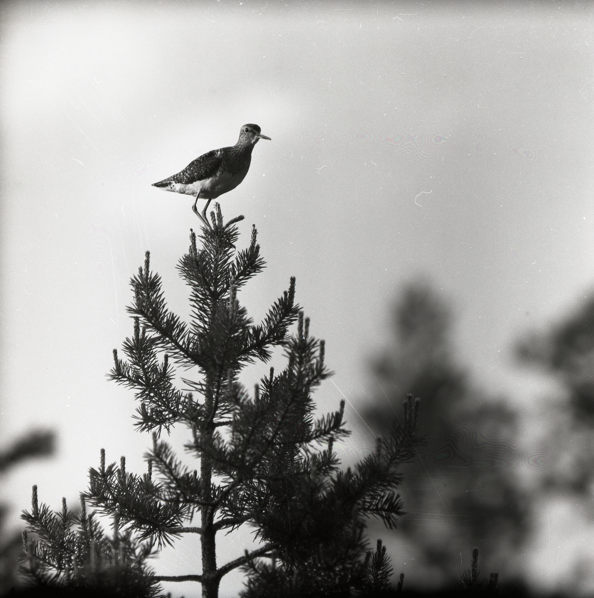 En grönbena sitter i trädtopp vid Forneby, 18 juni 1956.