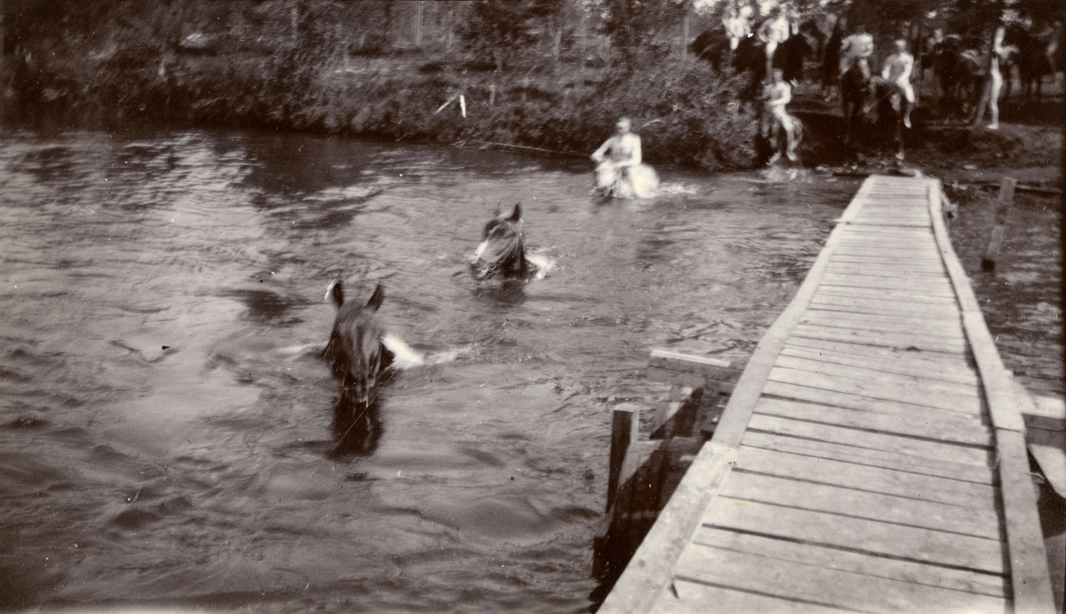 Simning med hästar över Piparbölesjön.