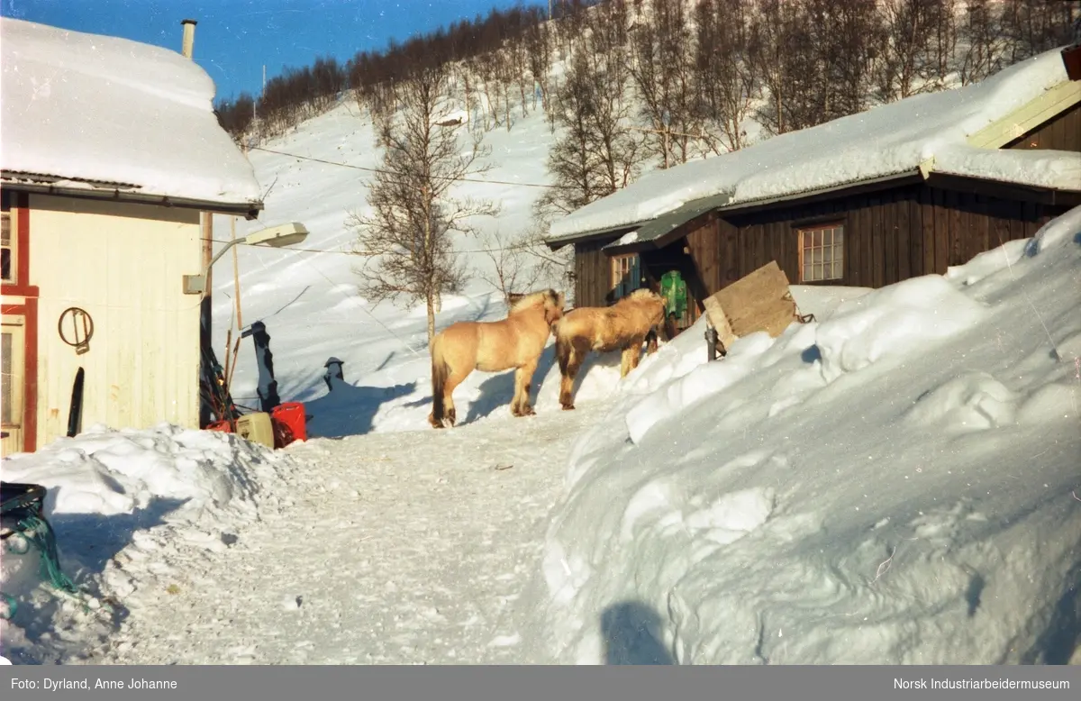 To fjordhester står i snøen utenfor inngangsdør til bolig på tunet til gården Skinnarland, Møsstrond.