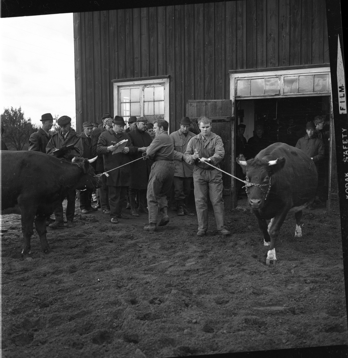 Kreatursauktion i Ravelsmark. Två män i overall håller varsin en tjur i ett rep, mellan dem står Herbert Gustafsson. Mannen i overall till vänster som håller en tjur är Kurt Eriksson och mannen i overall till höger som håller en annan tjur är Ryno Andersson.
