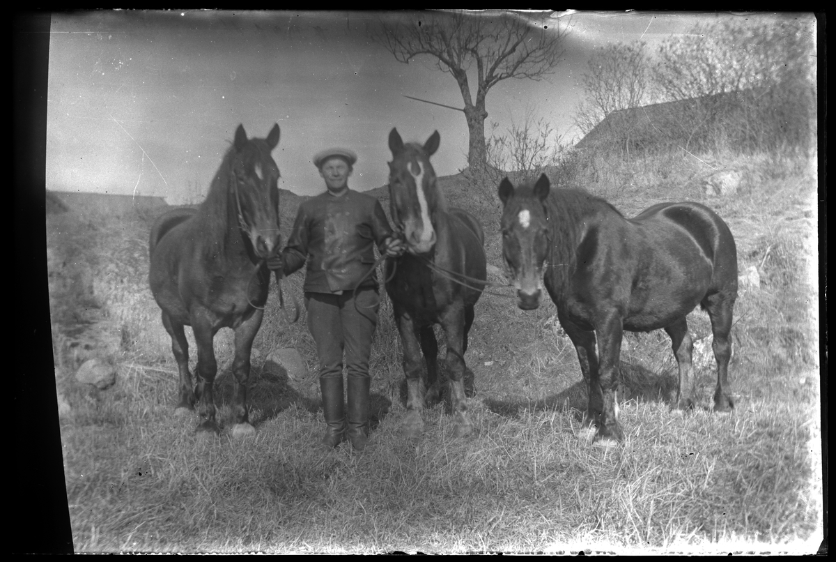 En man visar stolt upp tre hästar.