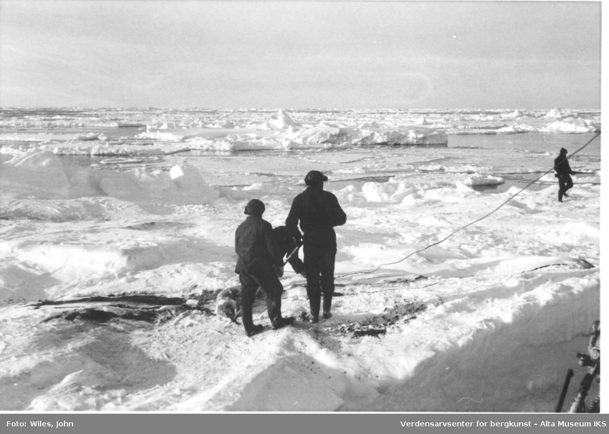 4 menn på isbreen drar hjem sel som er skutt.