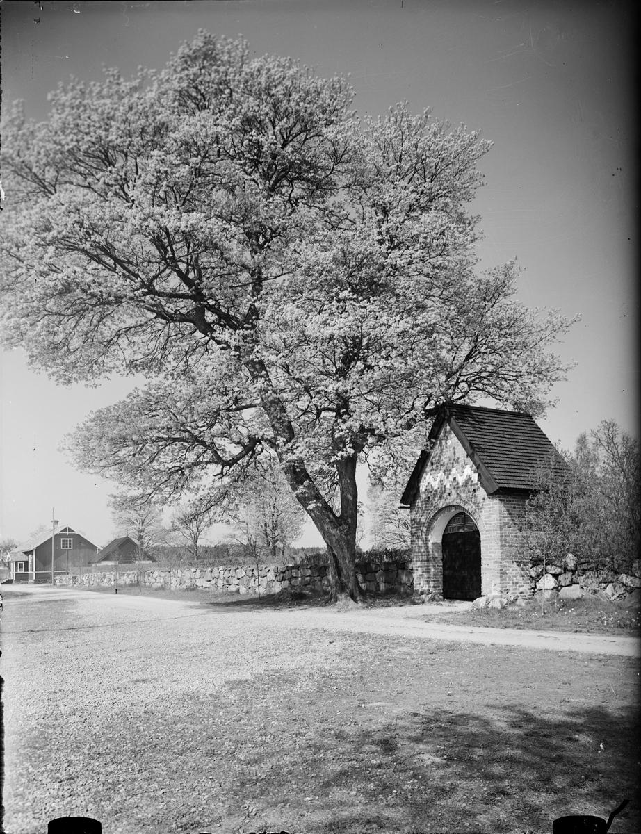 Träd vid muren till Valö kyrka, Uppland