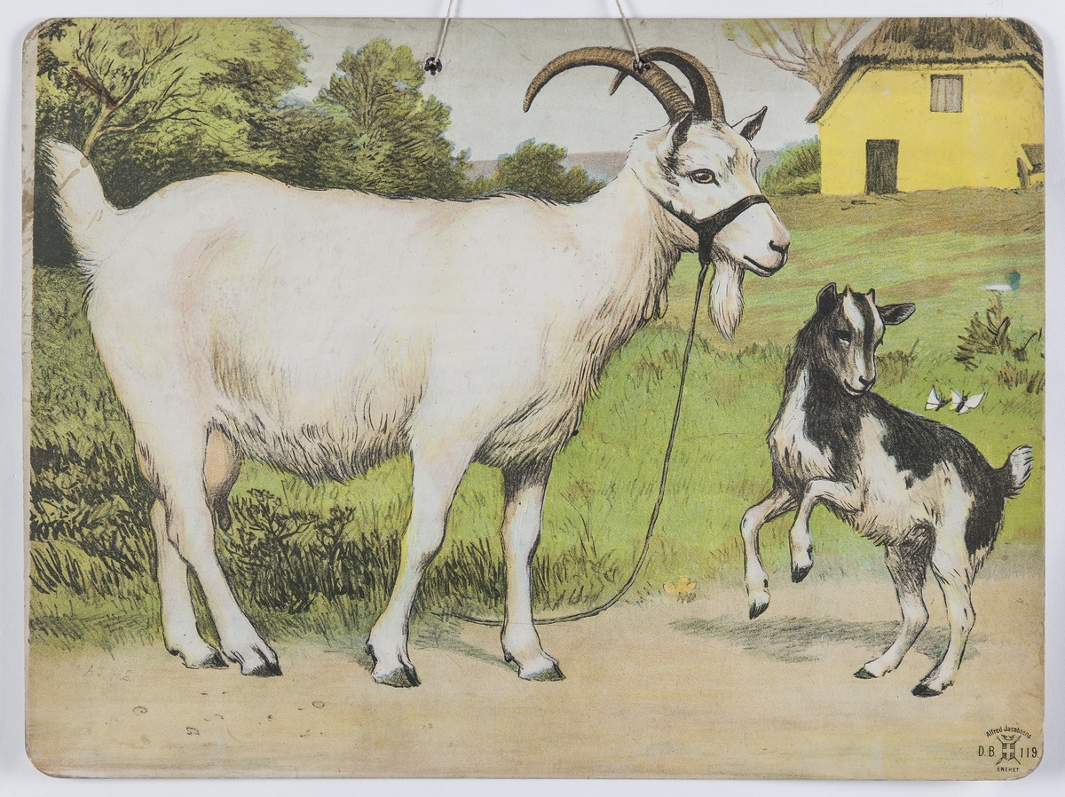 Skoleplansje, naturfag. Illustrert på begge sider, forestiller geit og kje i gårdsmiljø (119) og hunder (Nr. 117).
