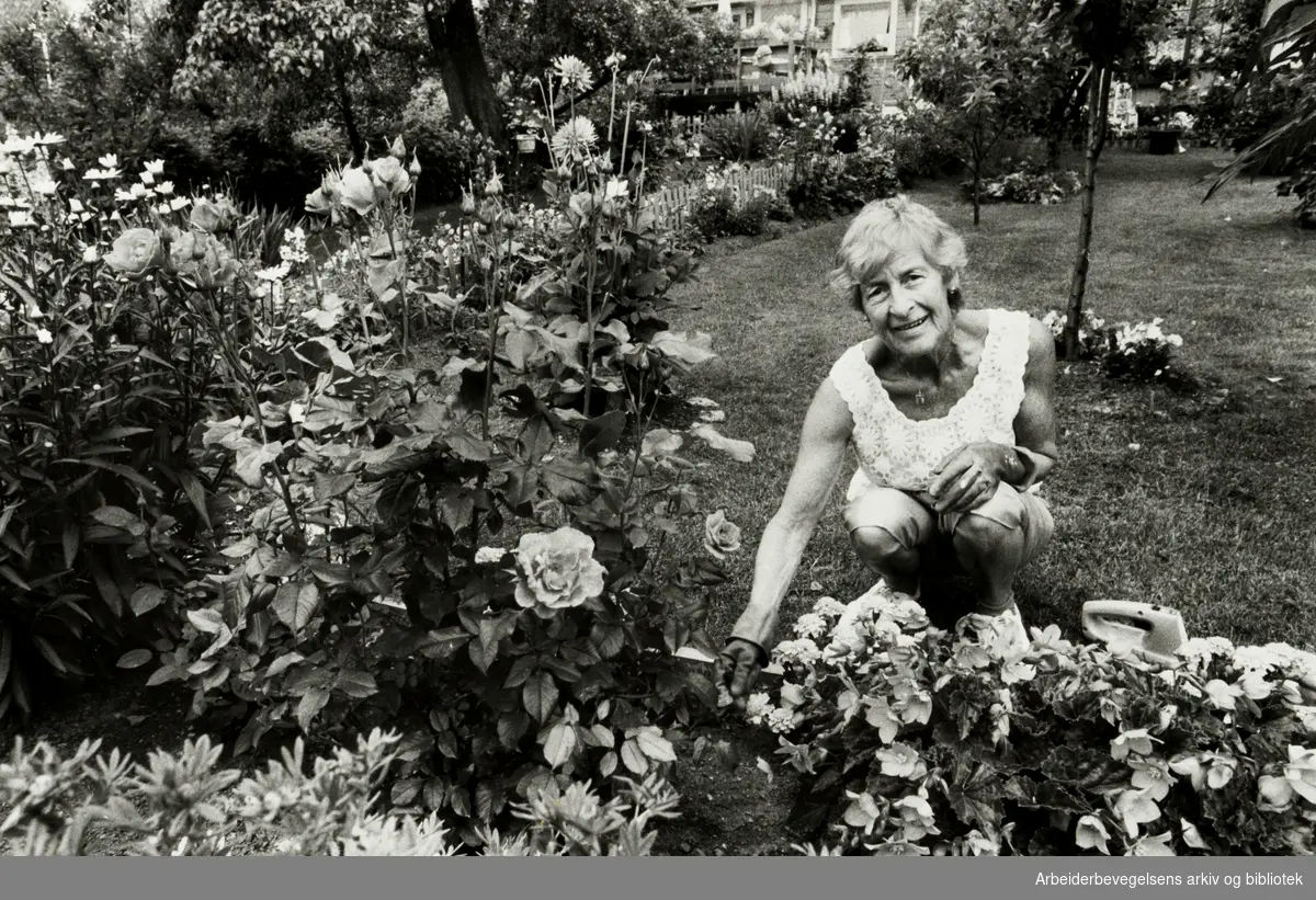 Rodeløkka kolonihage. Olaug Bakken steller med blomstene sine. Juli ...