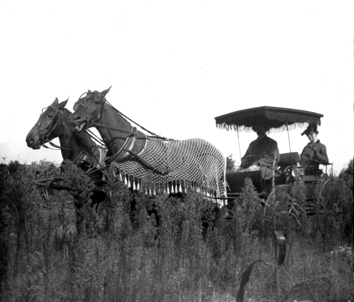 To hester trekker vogn med to personer.