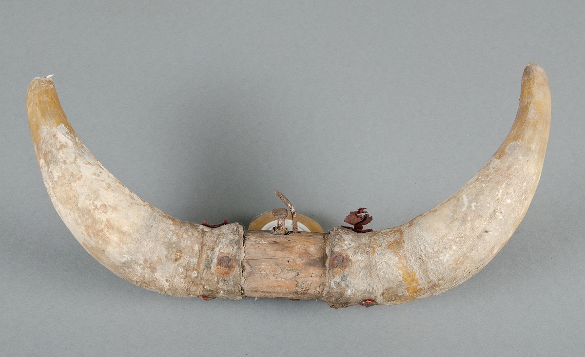 Horn till julbock. Två kohorn fastsatta på trä med spik. Varit tygklätt, det finns vissa rester kvar av tyget vid spikar/nitar.