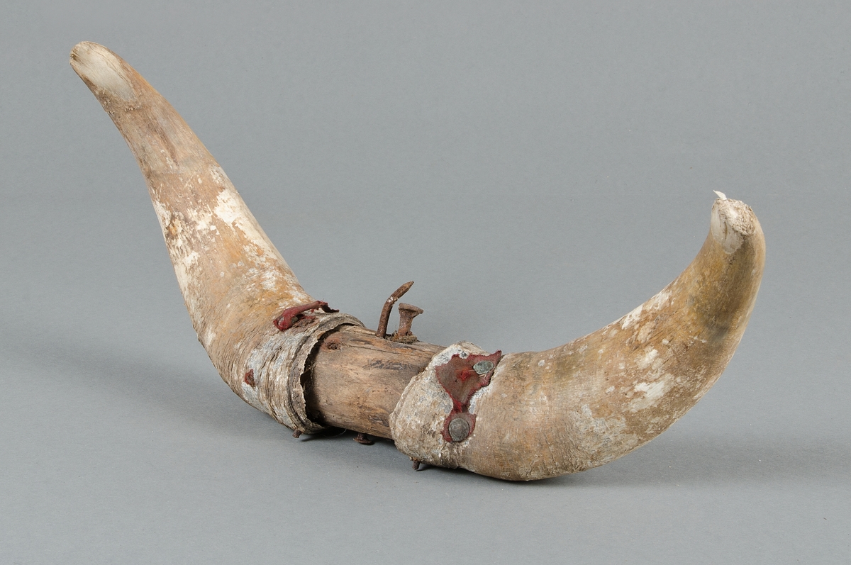 Horn till julbock. Två kohorn fastsatta på trä med spik. Varit tygklätt, det finns vissa rester kvar av tyget vid spikar/nitar.