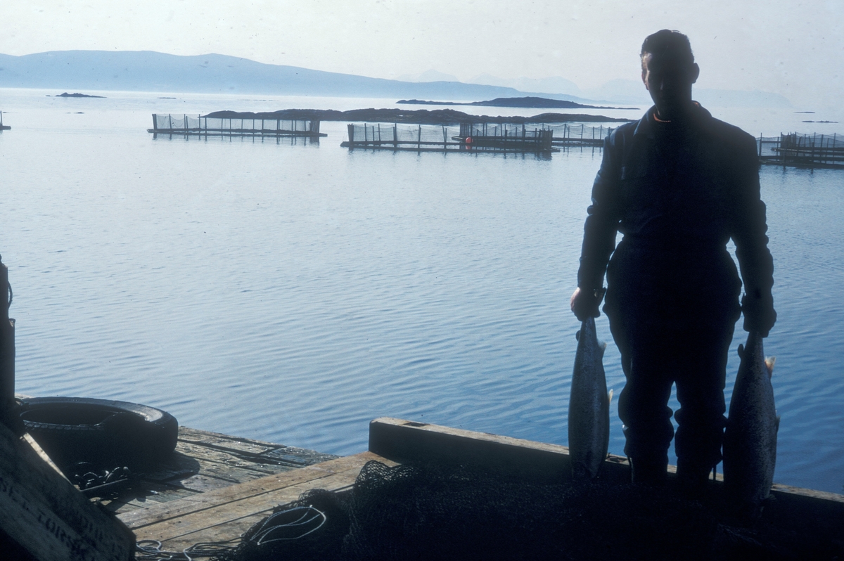 En mann står med en laks i hver hånd. Bildet er tatt på kaia ved Laksåvika. På sjøen ligger det flere merder. Bildet er tatt sørover langs Trondheimsleia. Hitterlandet til høyre. Mannen er Ove Grøntvedt, en av eierne av anlegget.