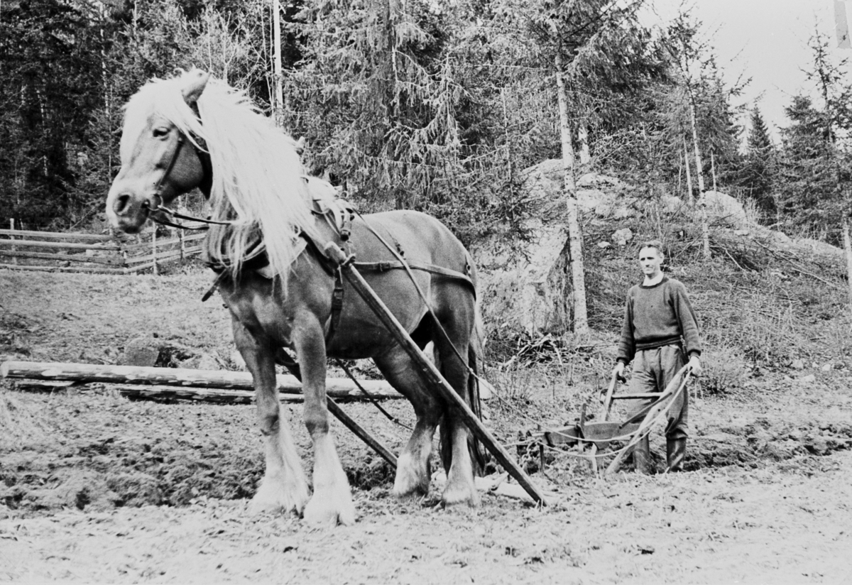 Pløying med hest på Nedre Skåla i Eggedal, rundt 1960.