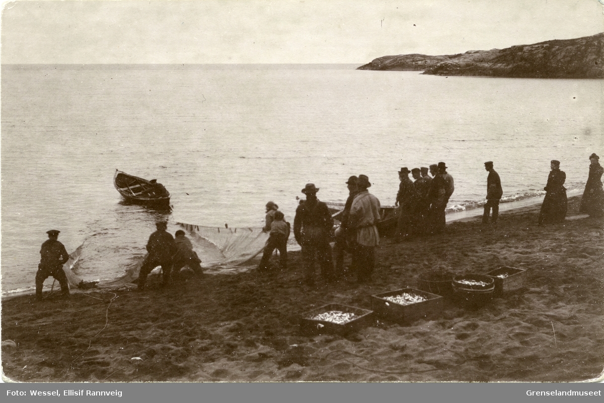 Siilfangst i Grense Jakobselv, nota trekkes opp. Fangsten ligger i kasser på stranda. Året er 1905.