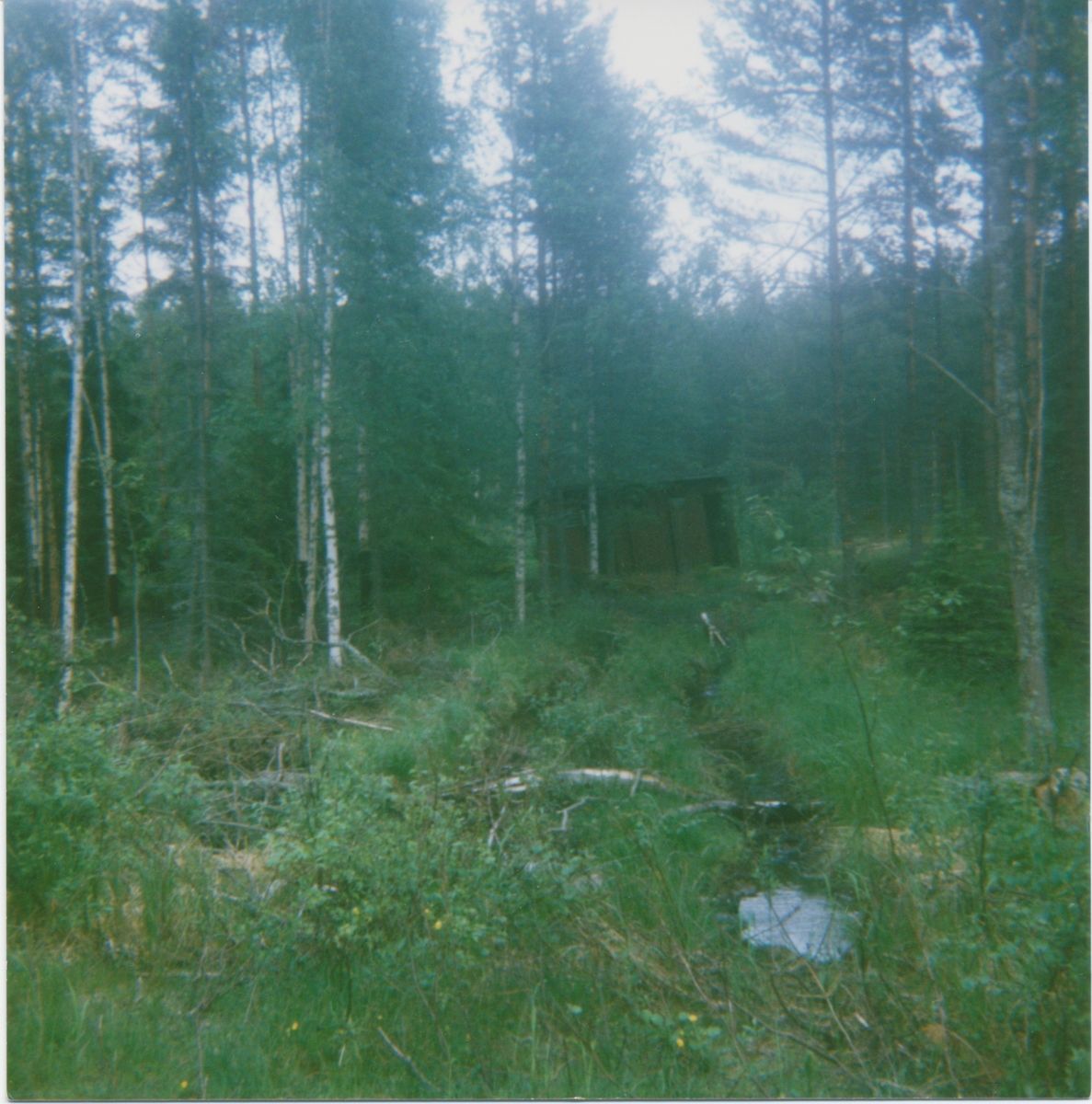 Fra Älgberget i Dalarna (Sverge) i 1991. Bildet er tatt under en tur Eilert Pedersen hadde dit, 56 år etter at han var der sist.