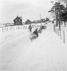Raidene kommer til vårmarkedet i Bossekop, 1939.