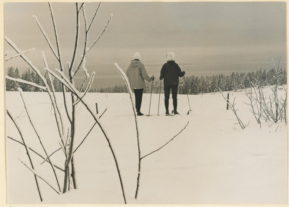 Vinterbilde fra Ramberg-jordene (nedre) på Jeløy, med skiløpere.