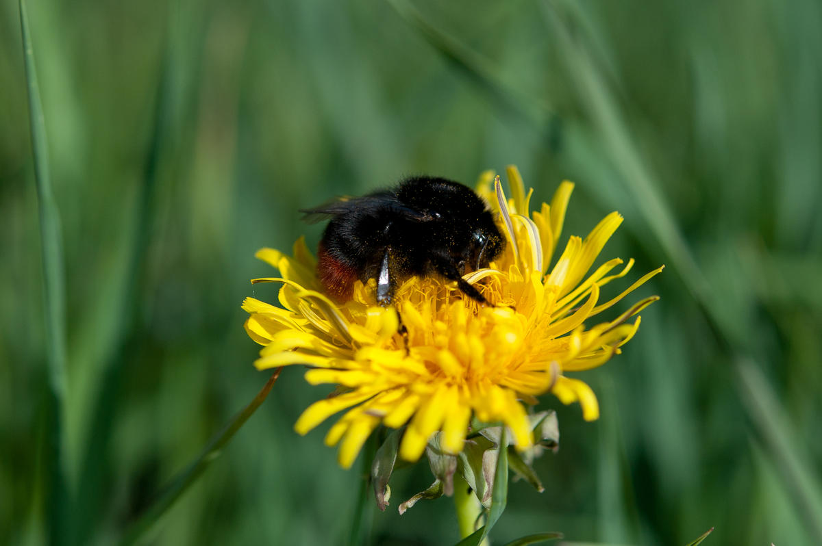 Foto: Arnstein Staverløkk/Norsk institutt for naturforskning (CC BY 3.0) / Foto: Arnstein Staverløkk/Norsk institutt for naturforskning (CC BY 3.0)