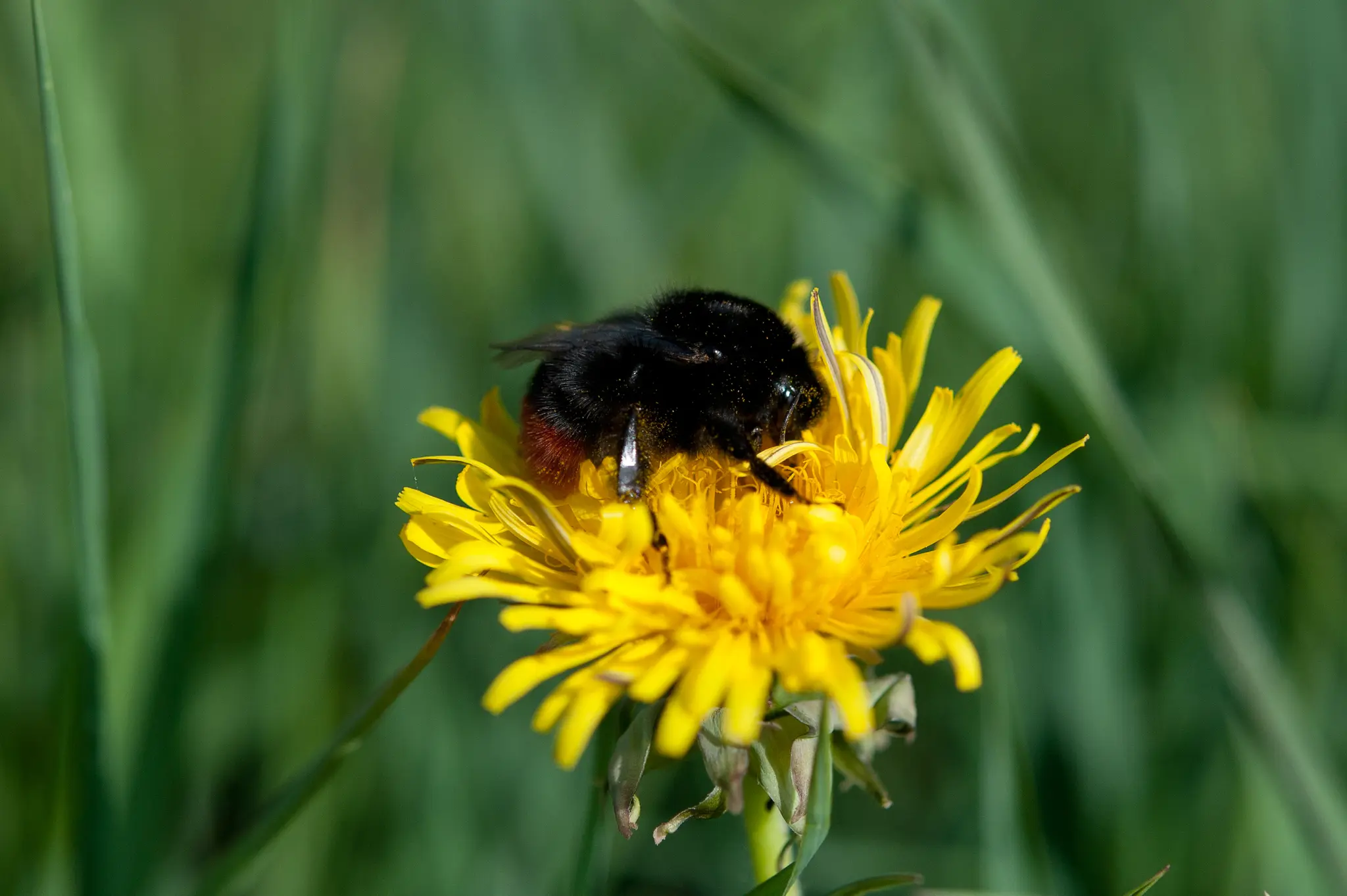 Foto: Arnstein Staverløkk/Norsk institutt for naturforskning (CC BY 3.0)