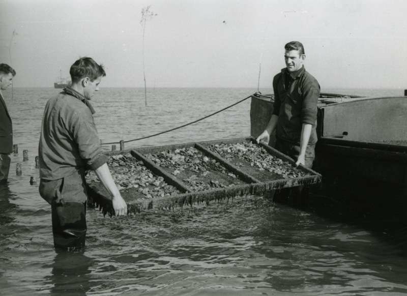 To menn holder opp netting med østers