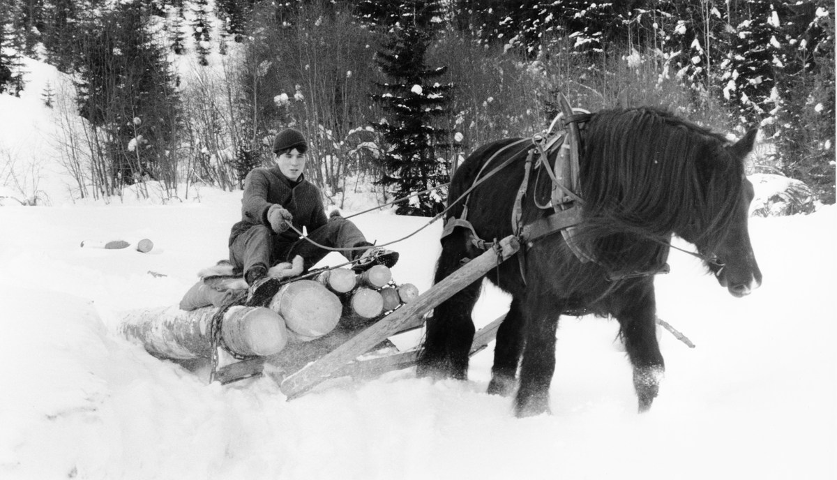 Kjøring av tømmer med hest - Ola Solvang