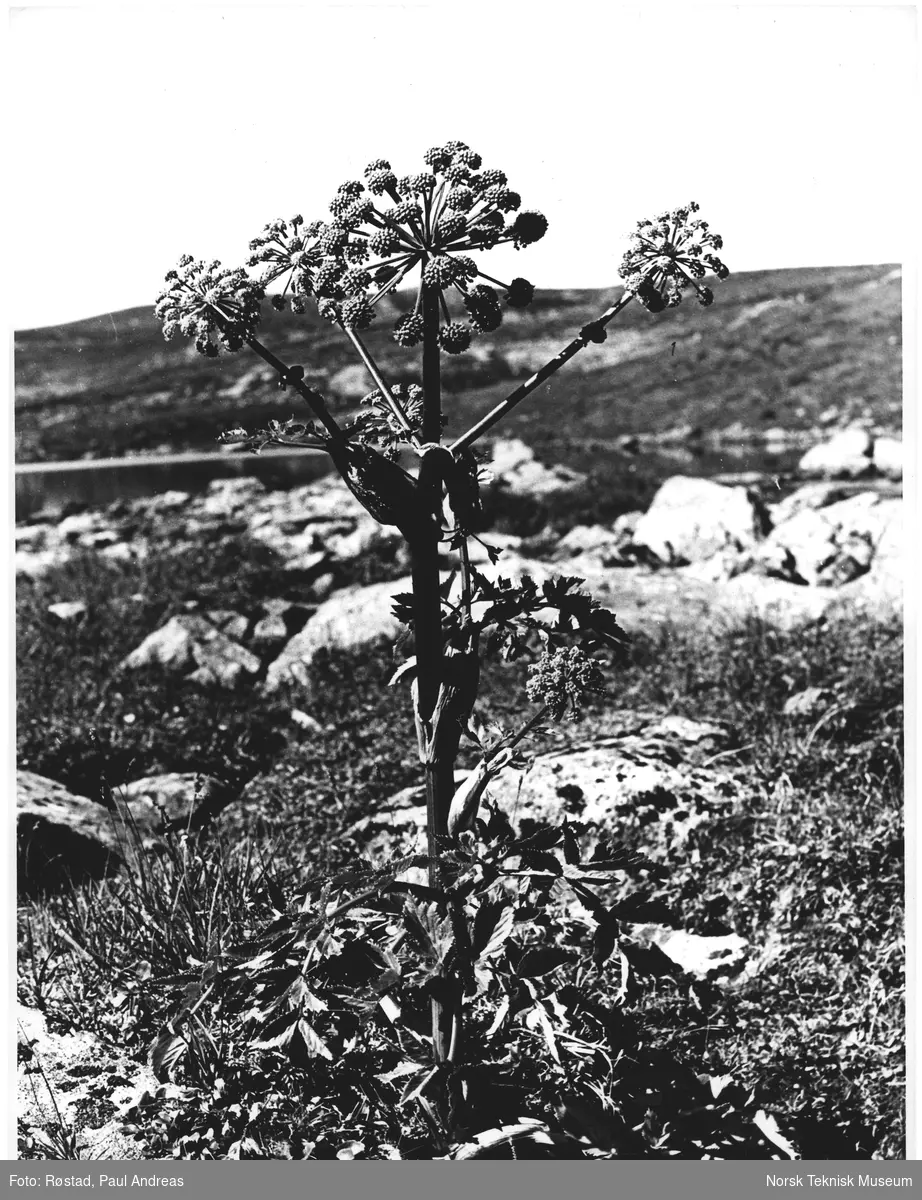 Hardangervidda. Auselig plante på ruten Sandhaug - Litlos. 46 %