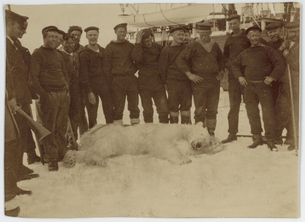 Första svenska Antarktisexpeditionen. Besättningen på expeditionsfartyget ANTARCTIC med en skjuten isbjörn. Påskrift på originalets baksida: "Le premier et seul ourse"