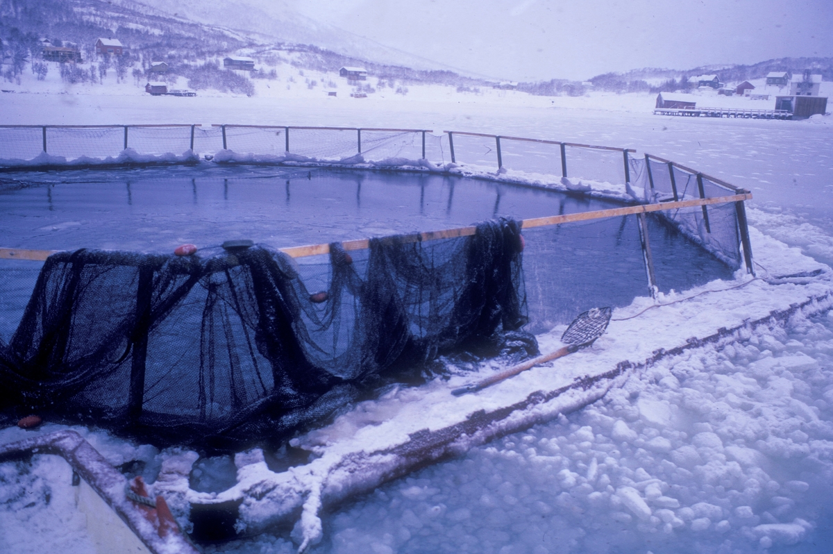 Bilde av anlettet til Leonhard Hansen i Kaldfjord på Kvaløya ved Tromsø. Fjorden er frosset, men inne i merda er det åpent pga. laksens bevegelser.