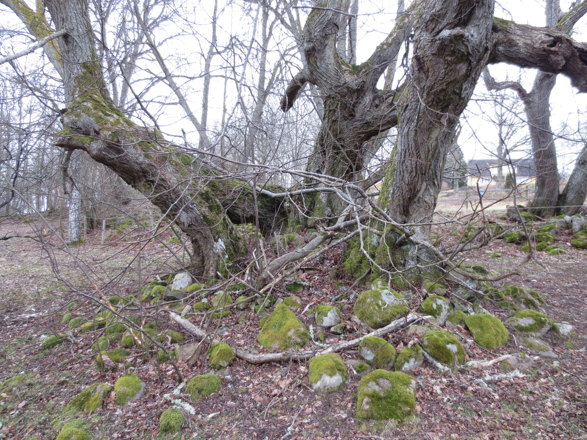 Fossil åker i Bäckseda socken, Vetlanda kommun. På bilden syns mossbevuxen odlingssten bland träd.