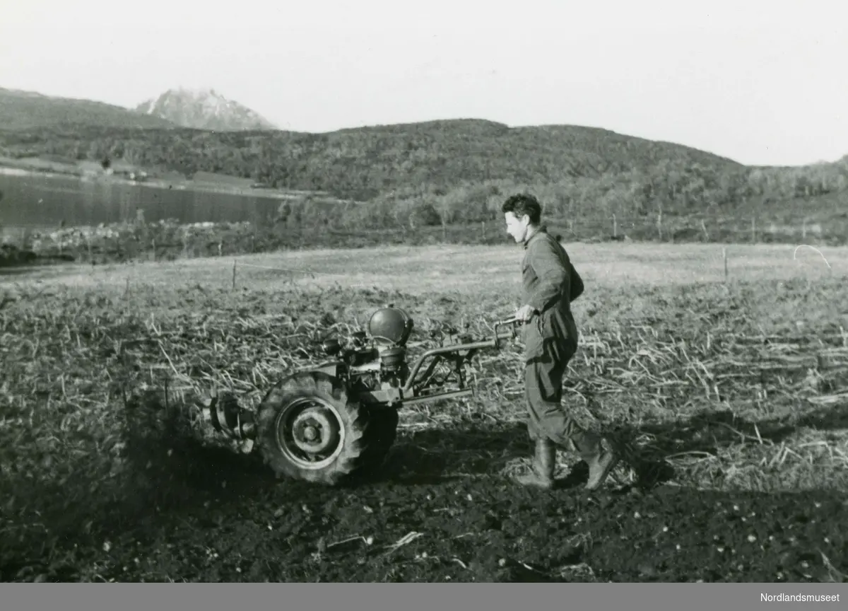 Potetopptaking  med tohjulstraktor påmontert kastehjul på gården Skogheim på Liland. Personen på bildet er Jan Kristensen.