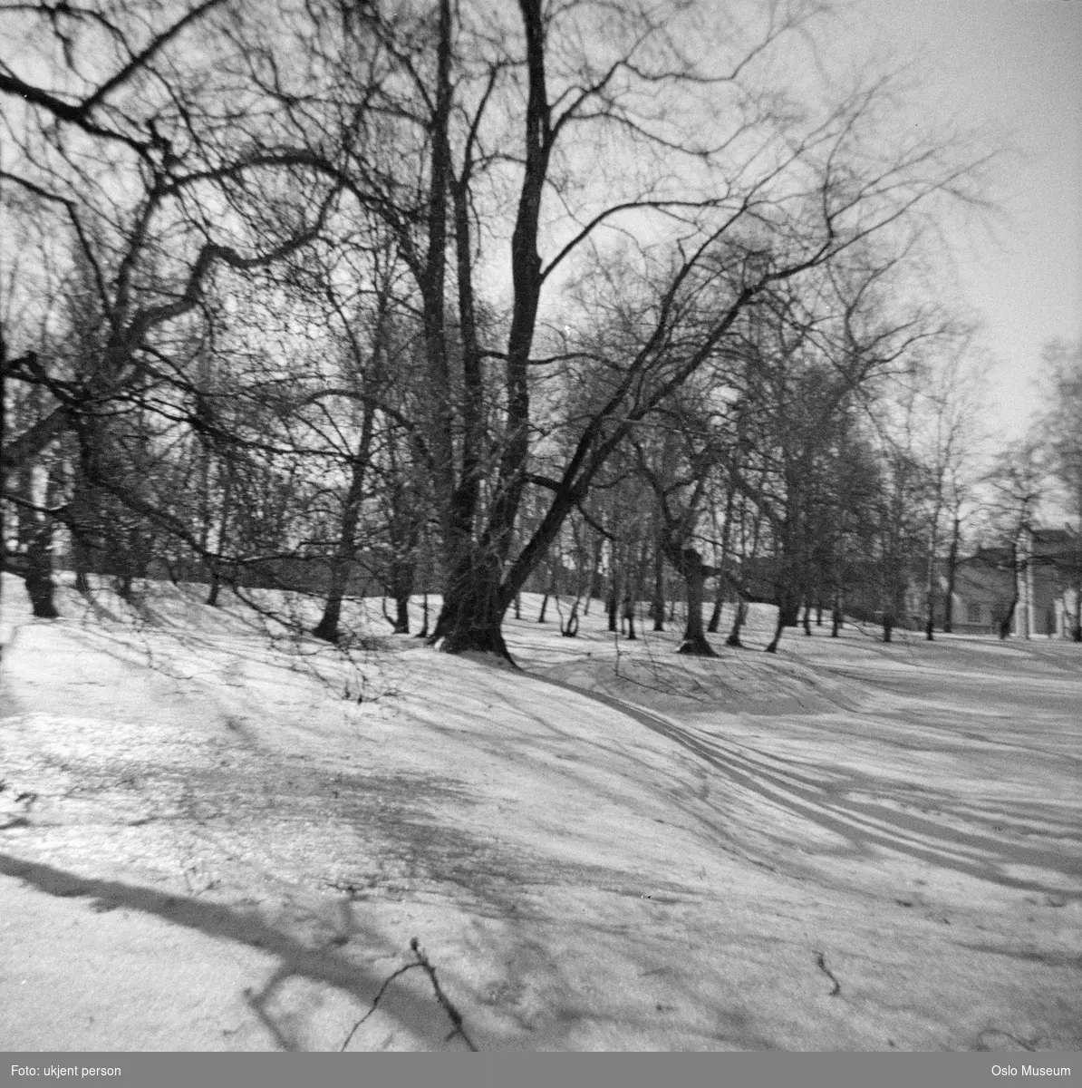 park, snø, is, trær