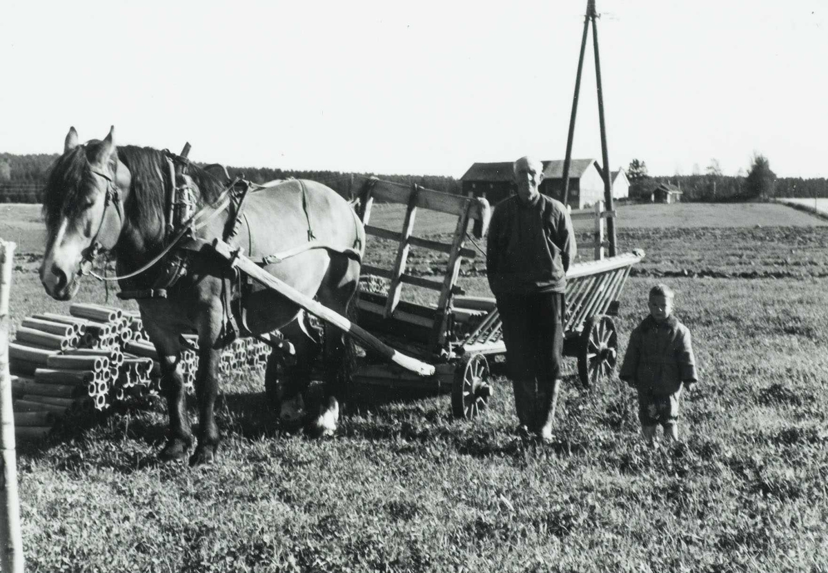 Bilde fra landbruket i 1965