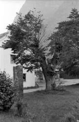 "Bjørnsonalmen", Eikesdalen. Dette var siste året almen stod