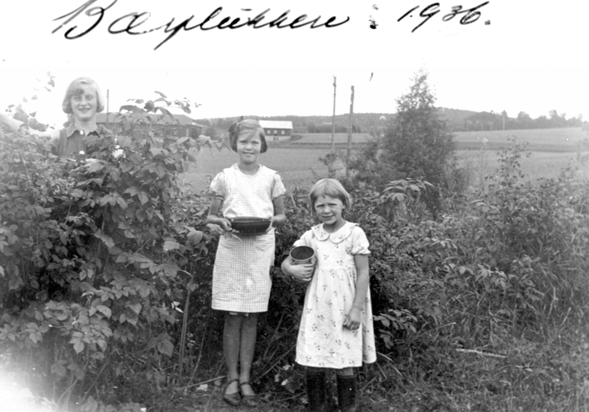 Tre jenter plukker bringebær. Trolig låven på Sveinhaug, Ringsaker i bakgrunnen.