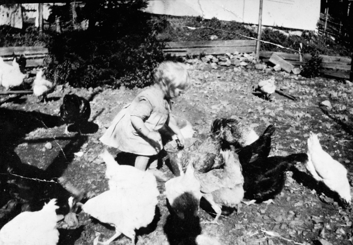 Else Marie Stai f. 1933 forer høner i hønsegården på Raknerud nordre, Helgøya.