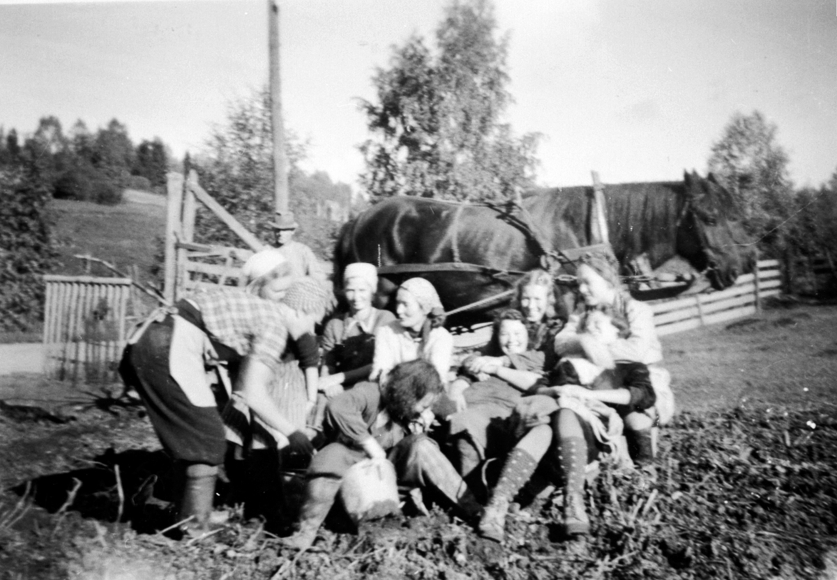 Potetonn på Kolstad østre, Ringsaker. Ni personer. Oslofolk på matauk under krigen.