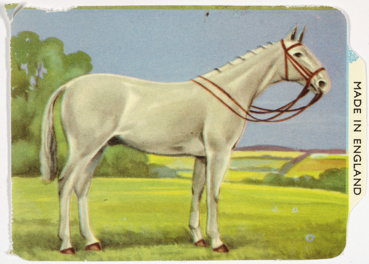 En hest ute på gresset.