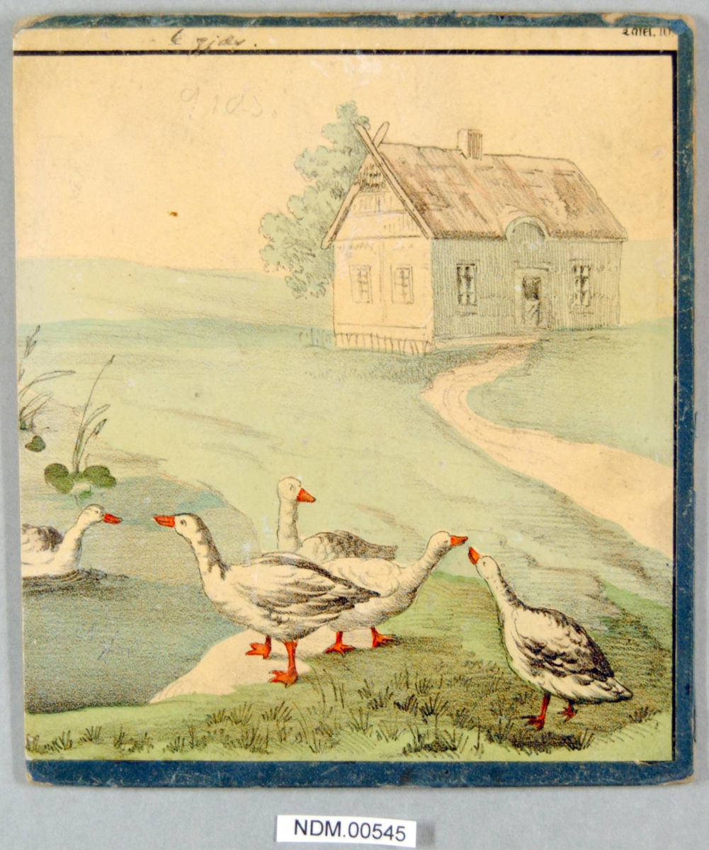Fire gjess ved en dam foran et hus.