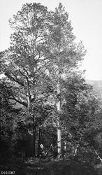 Fredet furutre i Sørfjorddalen i Kvænangen i Troms.  Fotogra