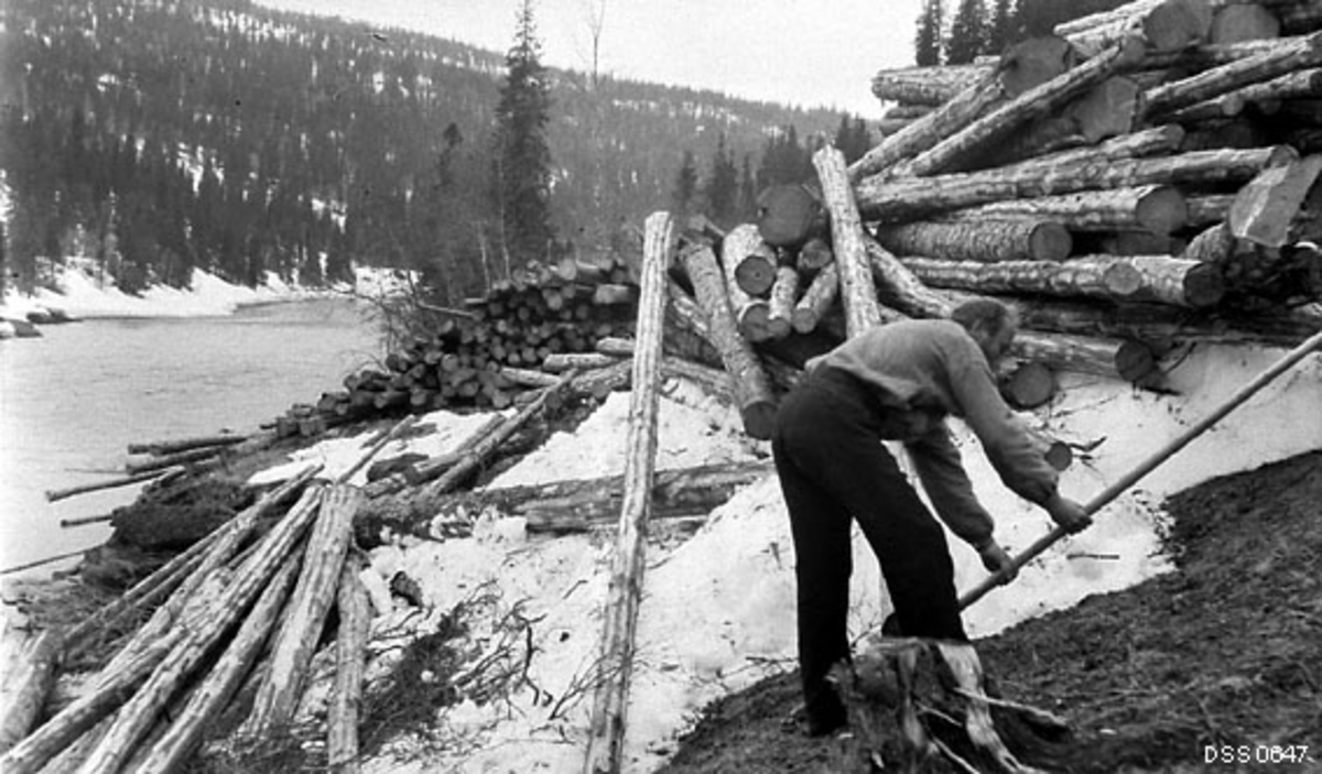 Tømmerfløter i arbeid ved velteplass i Mo statsskoger på Helgeland, antakelig omkring 1910.  Mannen sto bøyd i forgrunnen med et langt treskaft, antakelig en fløterhake, vendt oppover i elveskråningen.  Der lå det barket tømmer, som var framkjørt på snøføre og lagt isåkalt lunnevelte, med lengderetningen parallelt med vassdraget.  Dermed skulle det være forholdsvis enkelt å rulle stokkene ut i vassdraget når vannstanden var høvelig for fløting.  Dette fotografiet er tatt forholdsvis tilig på våren, det lå fortsatt snø under veltene og også i elveskråningene i bakgrunnen.

På den tida dette fotografiet ble tatt organiserte skogforvalteren i regionen noe han kalte en «overhugning», der målet var å fjerne moden og overmoden skog, samt «skraptrær» som leilendingene på statens grunn hadde satt igjen når de hadde hogd til husbruk, med sikte på å få opp ny og bedre ungskog.  I 1910 anslo skogforvalter Ivar Ruden at det ville ta fire-fem år før all statsskogen i Mo hadde vært gjennomgått med slike hogster.  Etter hogst, kvisting, aptering og barking ble tømmeret ble kjørt på snøføre til elveskråningene, som den vi ser på dette fotografiet.  Der ble det lagt i digre velter, som kunne rulles ut i vassdraget når fløtingssesongen kunne starte.  Mye av statens tømmer ble brukt i trelastproduksjonen ved statens eget sagbruk på Revelen, som hadde et godt marked i skogfattigere regioner lengre nord i landet.
