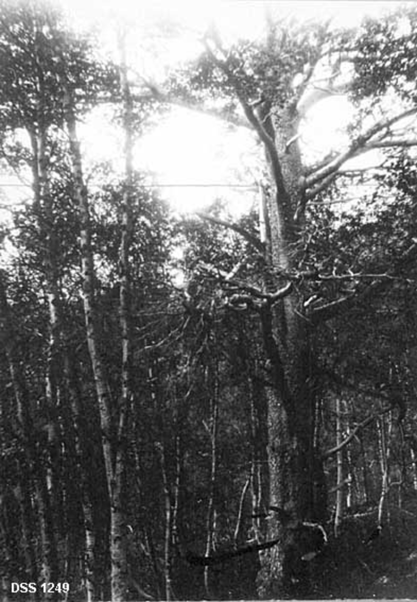 Gammel og stor furu i Simskaret på Nes trelastbruks eiendom i grane.  Treet har spredt, men grov kvistsetting.  Det er omgitt av bjørkeskog.  Jfr. DSS. 1250. 