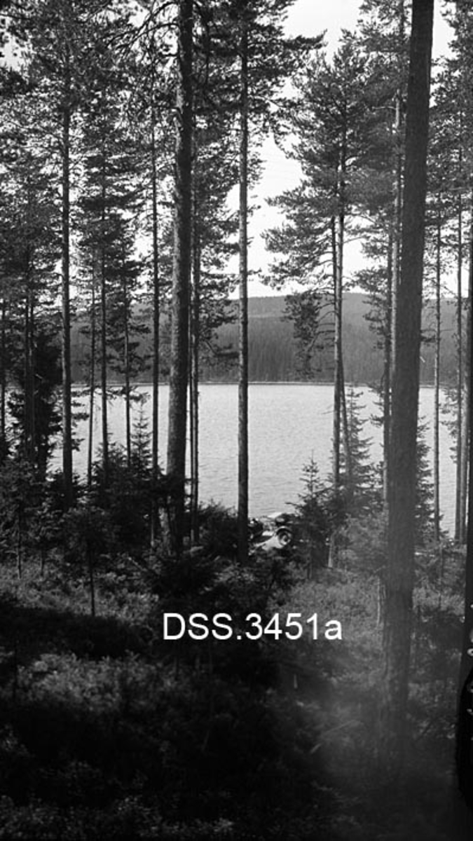 To bilder fra furuskog, begge antakelig tatt på Norderhovsmoen i forbindelse med ekskursjon under den tredje nordiske skogkongress i Oslo 1. -5. juli 1930.  Det venstre bildet er fra en stemneplass i en lysning i skogen, der det er montert stenger med nordiske flagg, samt en del benker og bord med folk, muligens for servering.  Det høyre bildet er tatt i en åpen furuskog med et vatn i bakgrunnen.  På den andre sida av vatnet står skogen tett. 

Skogkongressen i 1930 startet en åpningsseremoni med framstående representanter for den norske stat som hedersgjester i Universitetets aula i Oslo, og med fordeling av en del hedersverv.  Deretter overvar kongressdeltakerne halvannen dag med fagforedrag.  Så fulgte ekskursjoner, først en dag med tur fra Oslo til Borregaards anlegg i Sarpsborg (Østfold), deretter en dag i Nordmarka og Hakadalsskogene (Akershus) og i Norderhov på Ringerike (Buskerud).  Neste dag fortsatte programmet med ekskursjon til Stange prestegardsskog (Hedmark) med påfølgende togreise til Trondheim (Trøndelag), hvor den avsluttende ekskursjonen var lagt til Bymarka. 