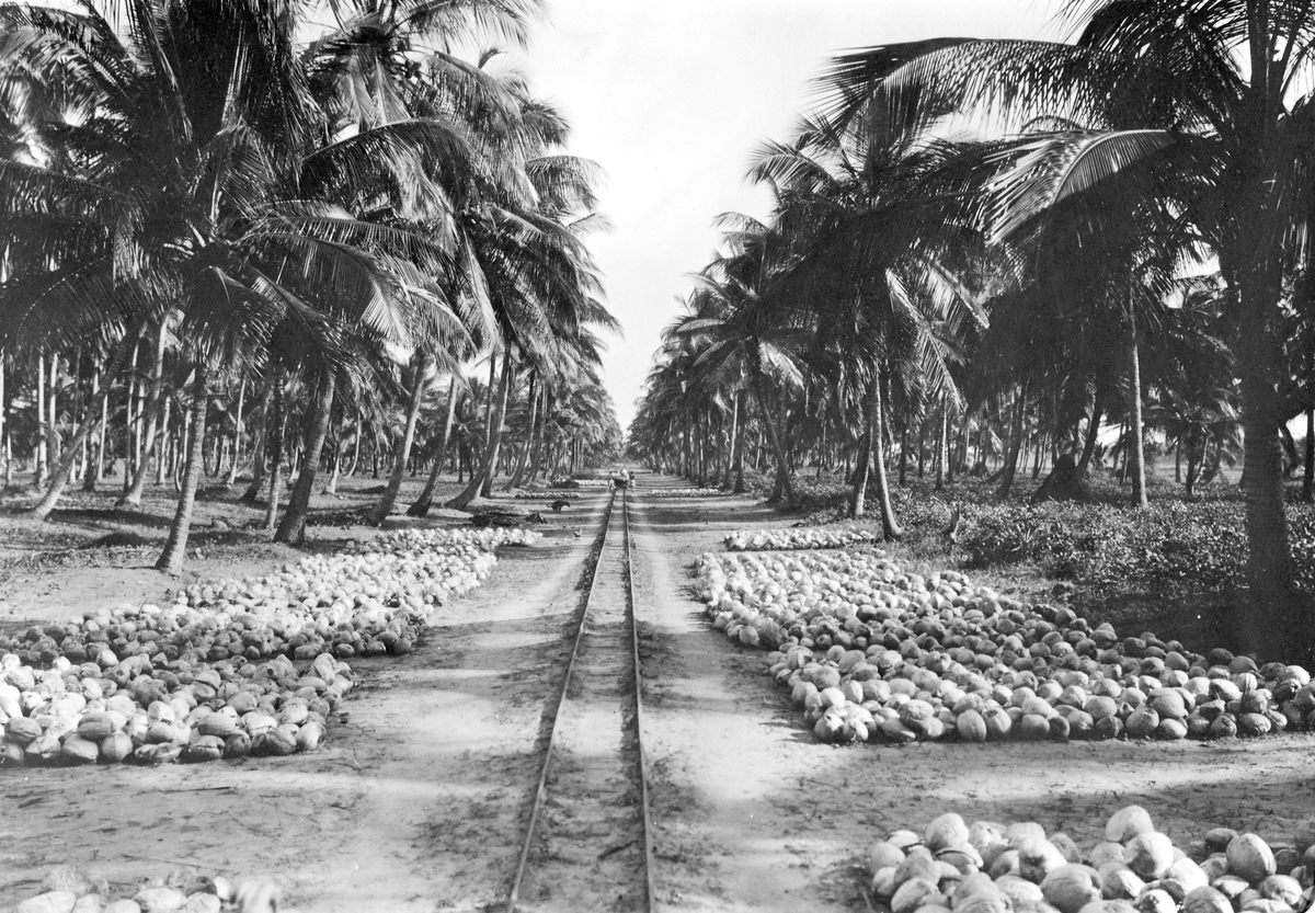 Mosambik 1914. Fra en av kokospalmeplantasje til selskapet Soc. du Madal.