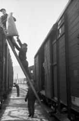 Foring av reinsdyr i jernbanevogner