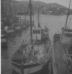 Storsildfiske. Fullastet Driver trolig i Fosnavågen