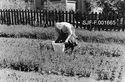 "Ås i Hakadal.  De lengst komne planter er ompriklet som 1-å