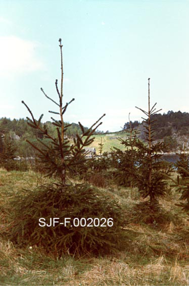 Podete grunnstammer av gran.  Fotografiet er tatt på øya Romsa i Ølen i Sunnhordland.  Trærne har tett kvistsetting og mye bar nederst, men lange skudd, som tyder på gode vekstforhold, over podestedet.  På Romsa lå det sju gardsbruk som ble fraflyttet etter 2. verdenskrig. Da forsøksleder Tollef Ruden i midten av 1950-åra sendte ut en forespørsel om en høvelig lokalitet for en frøplantasje for norsk gran, var dette et av stedene som ble foreslått.  Ruden likte dette forslaget, både fordi det var godt om areal på øya og fordi avstanden til annen granskog var stor.  Dermed var faren for såkalt fremmedbestøving minimal.  Fra 1958 overtok Skogforsøksvesenet 60 mål jord, hvor det ble plantet grunnstammer, hvor det seinere skulle podes inn kvister fra antatt gode avlstrær.  Ruden hadde utviklingsplaner for 650 mål på Romsa, og så for seg at plantasjen i begynnelsen av 1970-åra skulle levere cirka 1000 kilo granfrø til norsk skogbruk årlig.  Utbygginga fortsatte, men det viste seg etter hvert at det ble dårlig med frøproduksjon.  Etter hvert forstå en at dette skyldtes klimaet.  Verken Romsa, eller en tilsvarende plantasje ytterst i Hardangerfjorden, hadde de varmetoppene som var nødvendige for å få dannet blomsterknopper.  Det ble gjort forsøk, både med strangulering og med telt over podningene, men det lyktes ikke.  Trærne vokste godt, men de satte knapt frø.  Plantasjen ble derfor etter hvert redusert til et klonarkiv.  Produksjonsmessig sett ble derfor satsinga på Romsa mislykket.  Faglig sett var imidlertid dette ei satsing en lærte mye av.  Det var på Romsa mange av de sentrale aktørene i det skoglige vekstforedlingsarbeidet her til lands lærte poding og stell av frøplantasjer.  