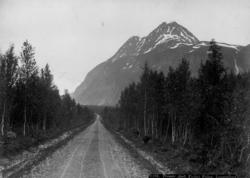 Fjellet Pollen i Lyngen i Troms. Vei gjennom skogen.