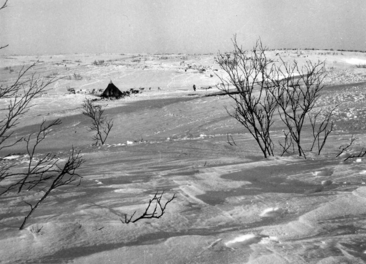 Sara-familiens teltleir under vårflyttingen. Finnmarksvidda 1958.