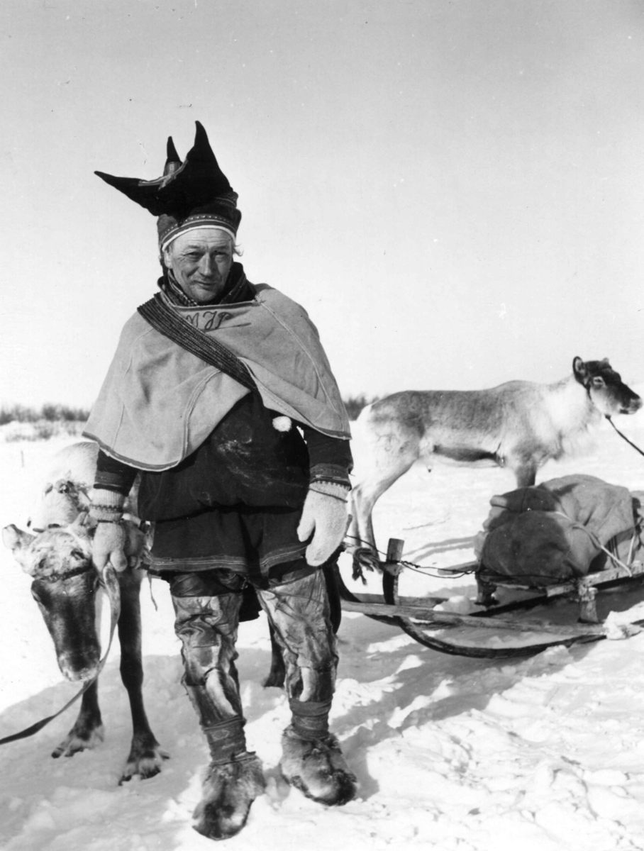Postføreren Mattis Johansen Pentha med reinsdyr og lukka, transportpulk. Rute Alata-Kautokeino. Biggeluobbal. 