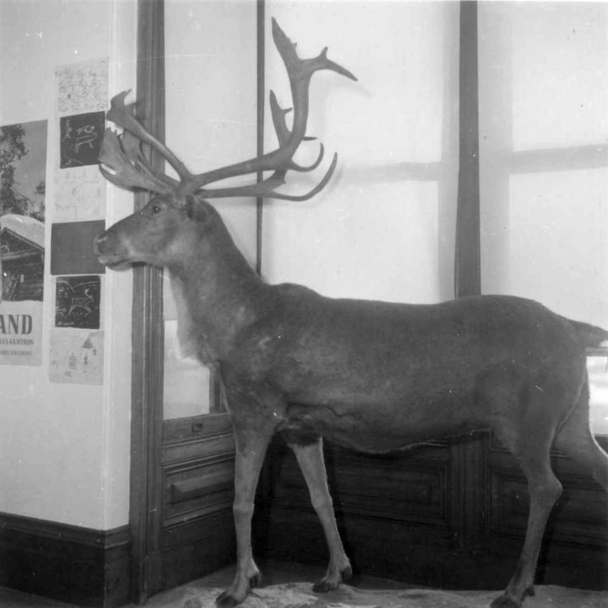 Utstoppet reinsdyr fra samisk utstilling i California 1963.